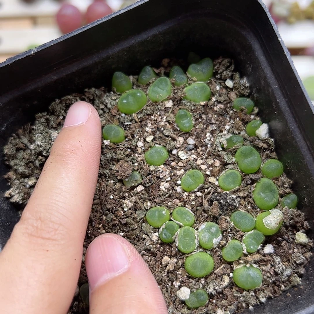 【闪购商品】87 水晶鞋一盆