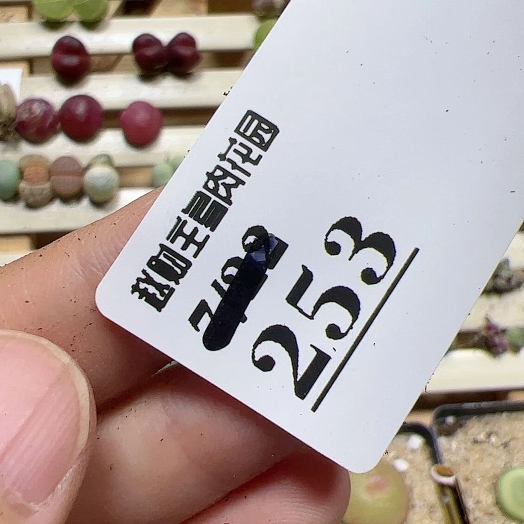 【闪购商品】奥****黄253 打包