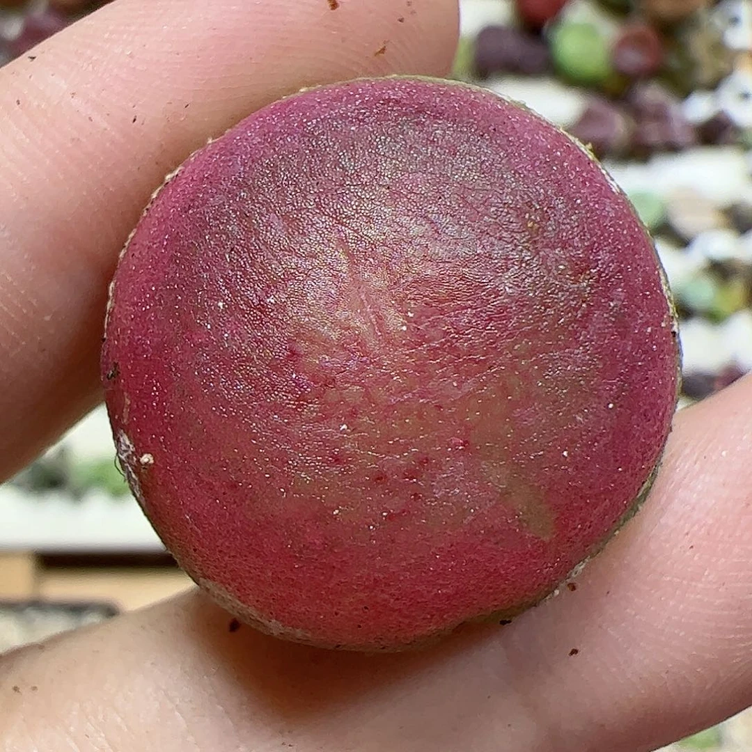 【闪购商品】36 灯泡