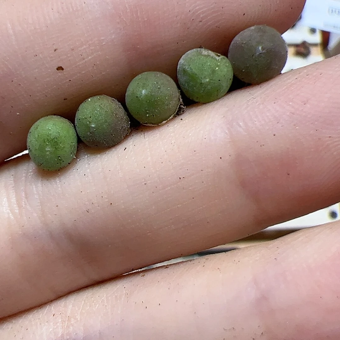 【闪购商品】283 大眼睛空蝉5颗