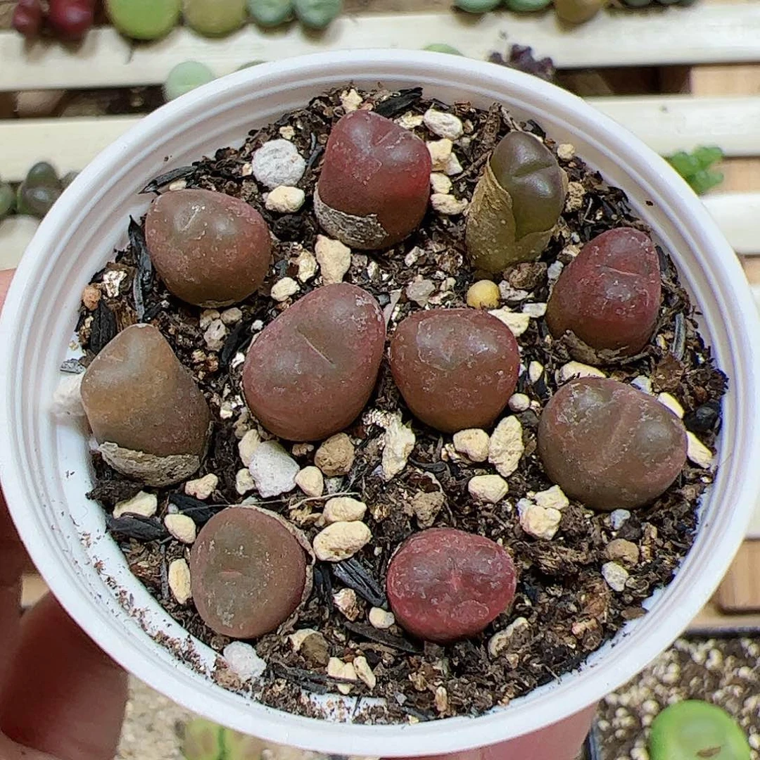 【闪购商品】443 吕氏带盆