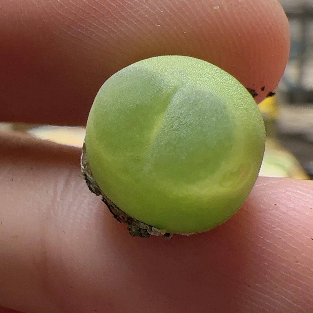【闪购商品】146 拉登福利（带疤