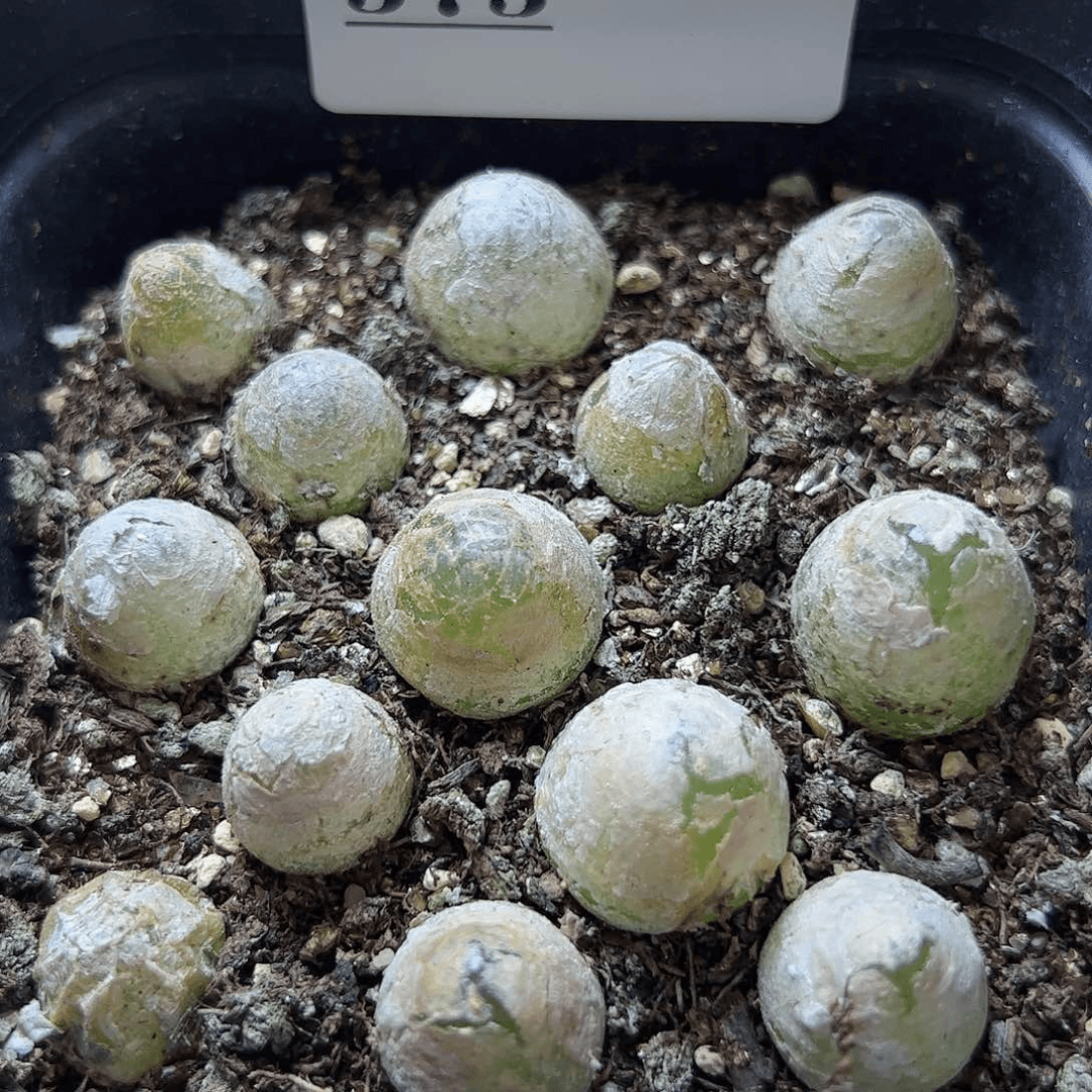 【闪购商品】375 一盆灯泡