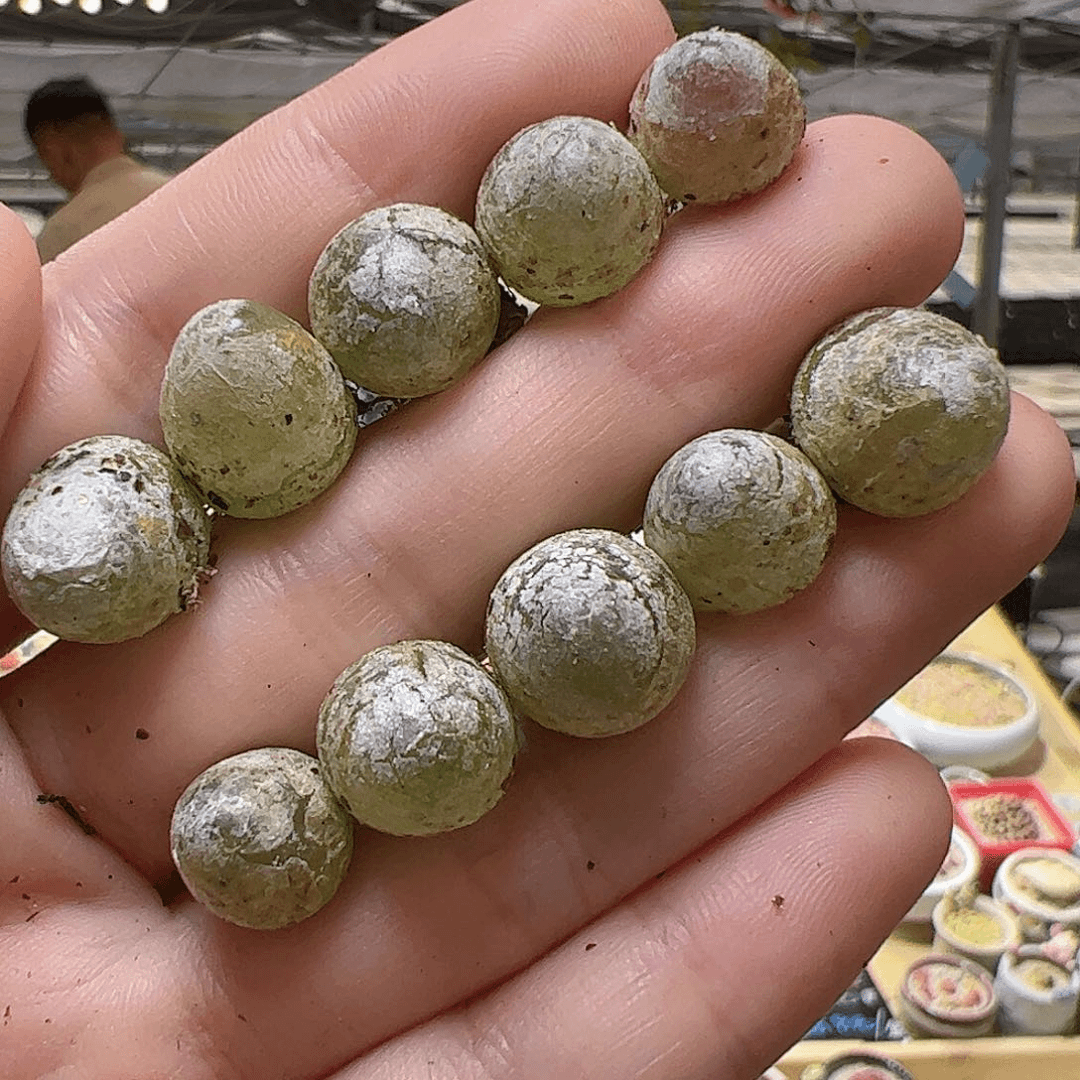 【闪购商品】16 灯泡10颗