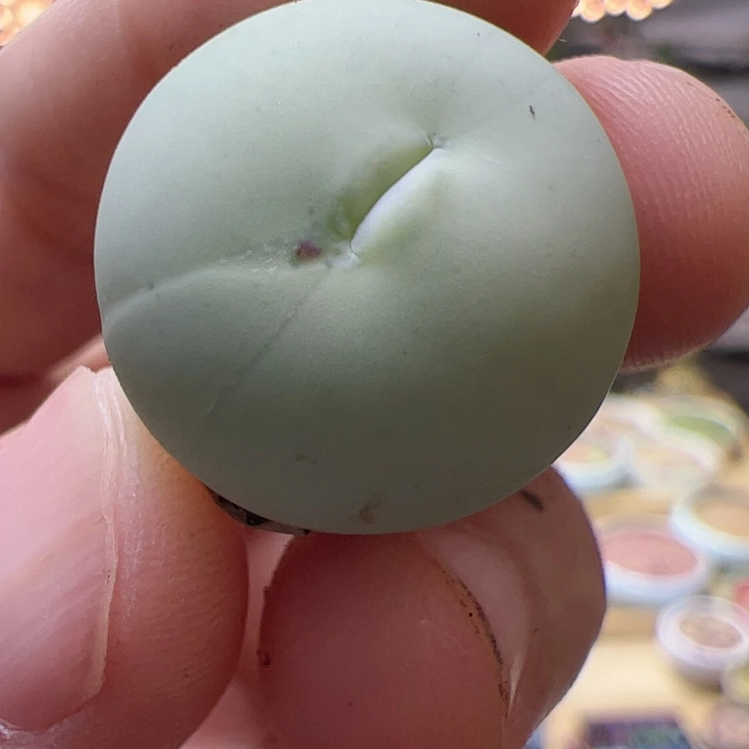 【闪购商品】298 鸽子蛋