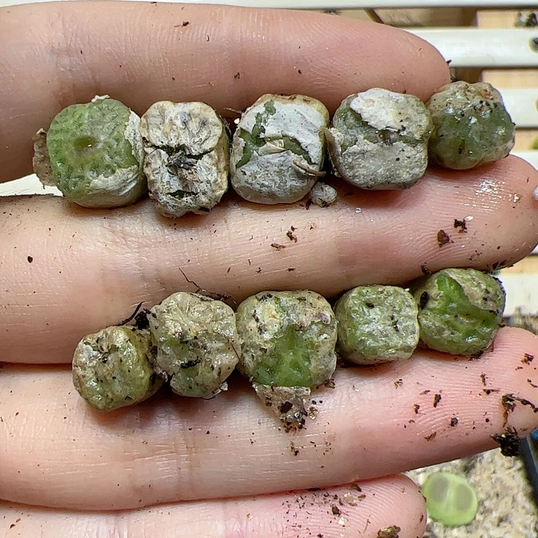 【闪购商品】352 方烧麦一手