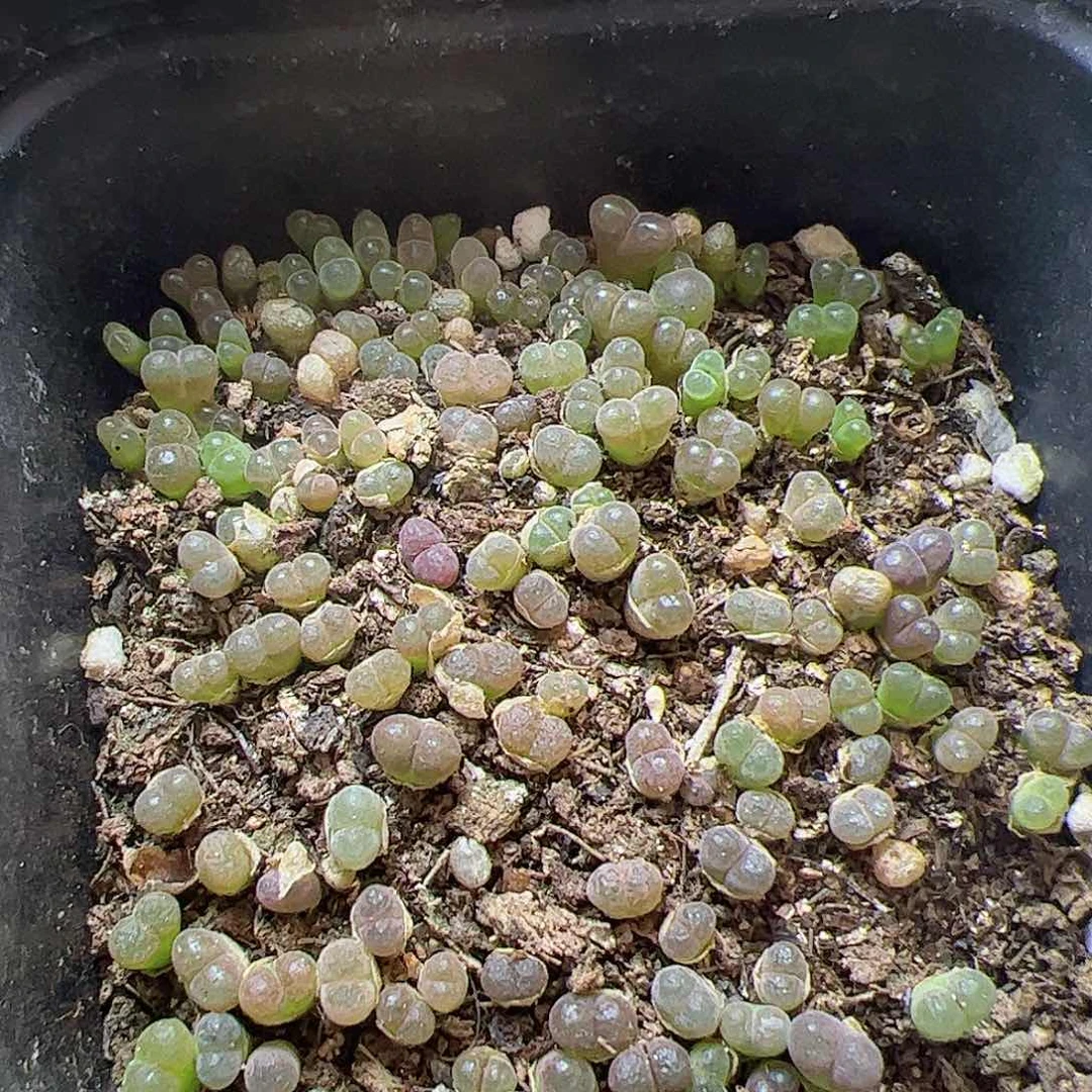 【闪购商品】266 彩色风铃 一盆