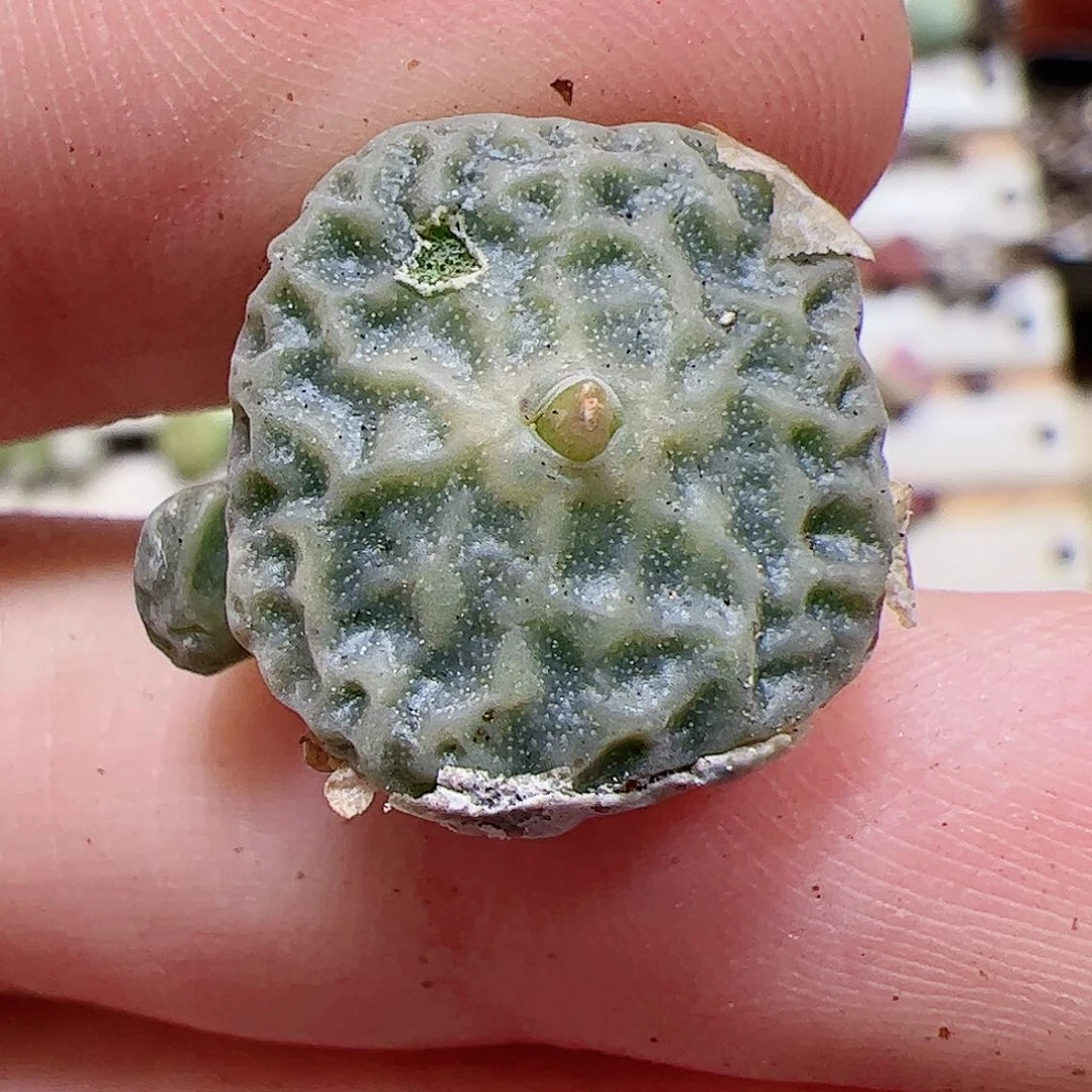 【闪购商品】280 福利超烧