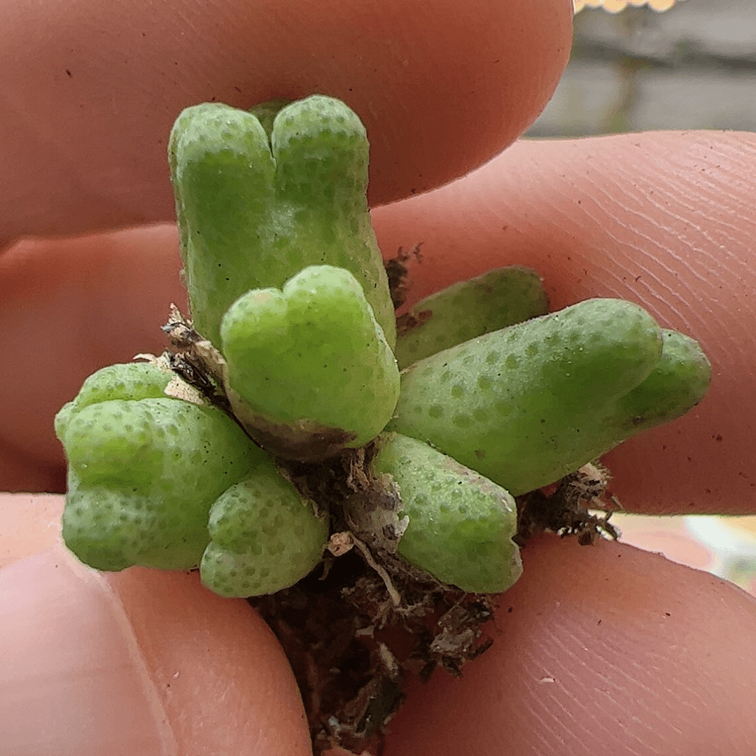 【闪购商品】50 955D斑马