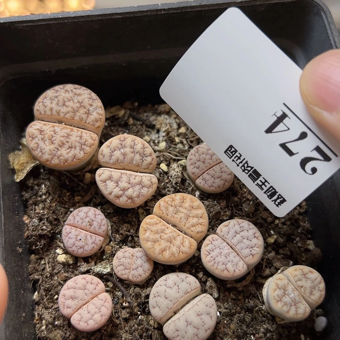 【闪购商品】274 荒一盒