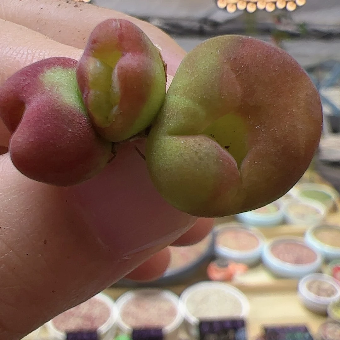 【闪购商品】168 水蜜桃缀2颗
