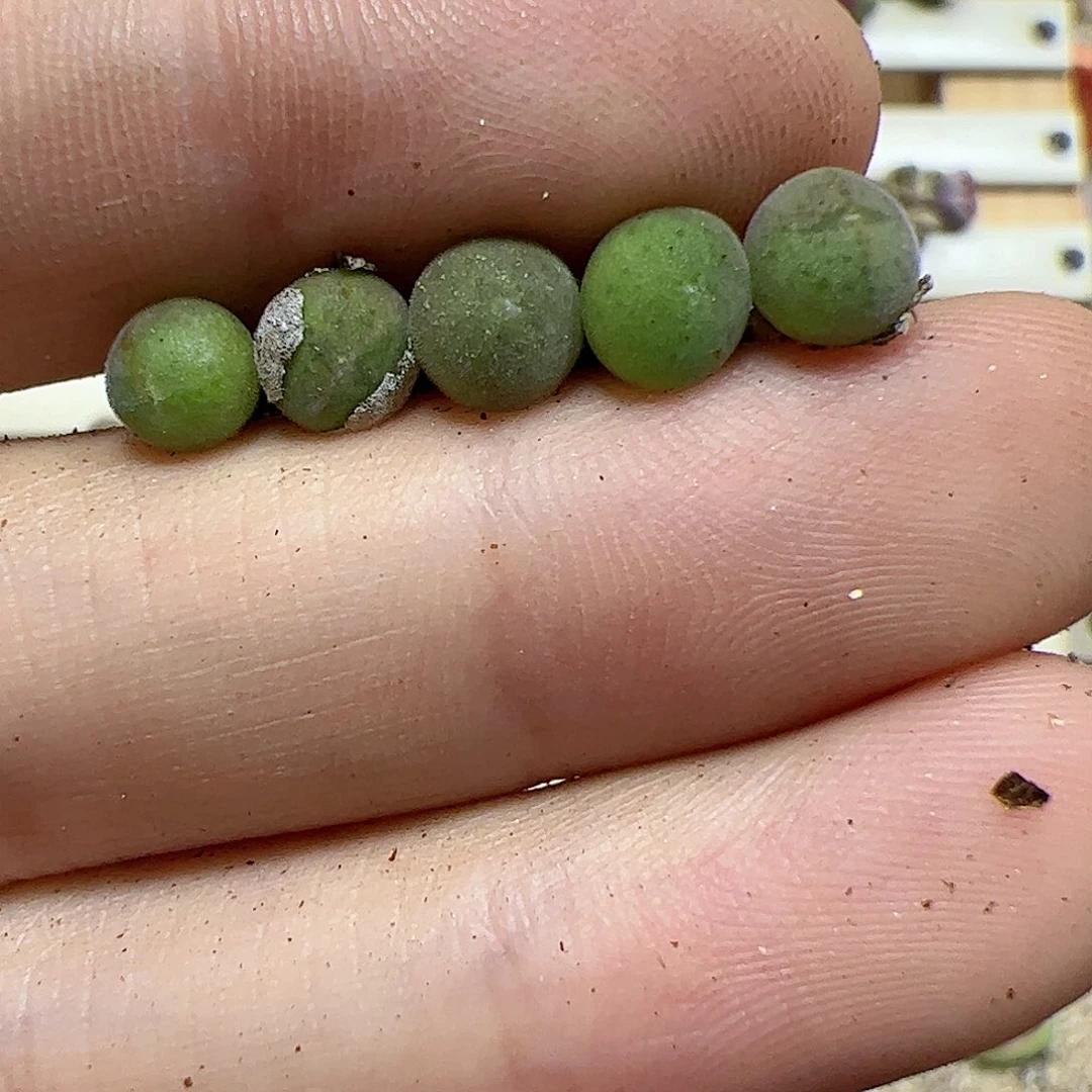 【闪购商品】149 空蝉5颗
