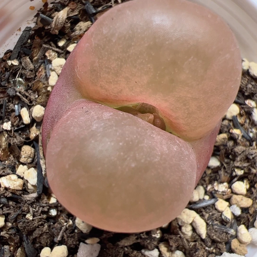 【闪购商品】226 虫啃福利