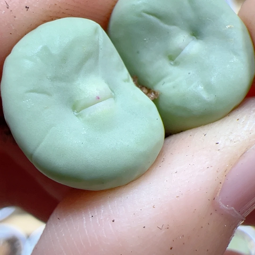 【闪购商品】551 福利