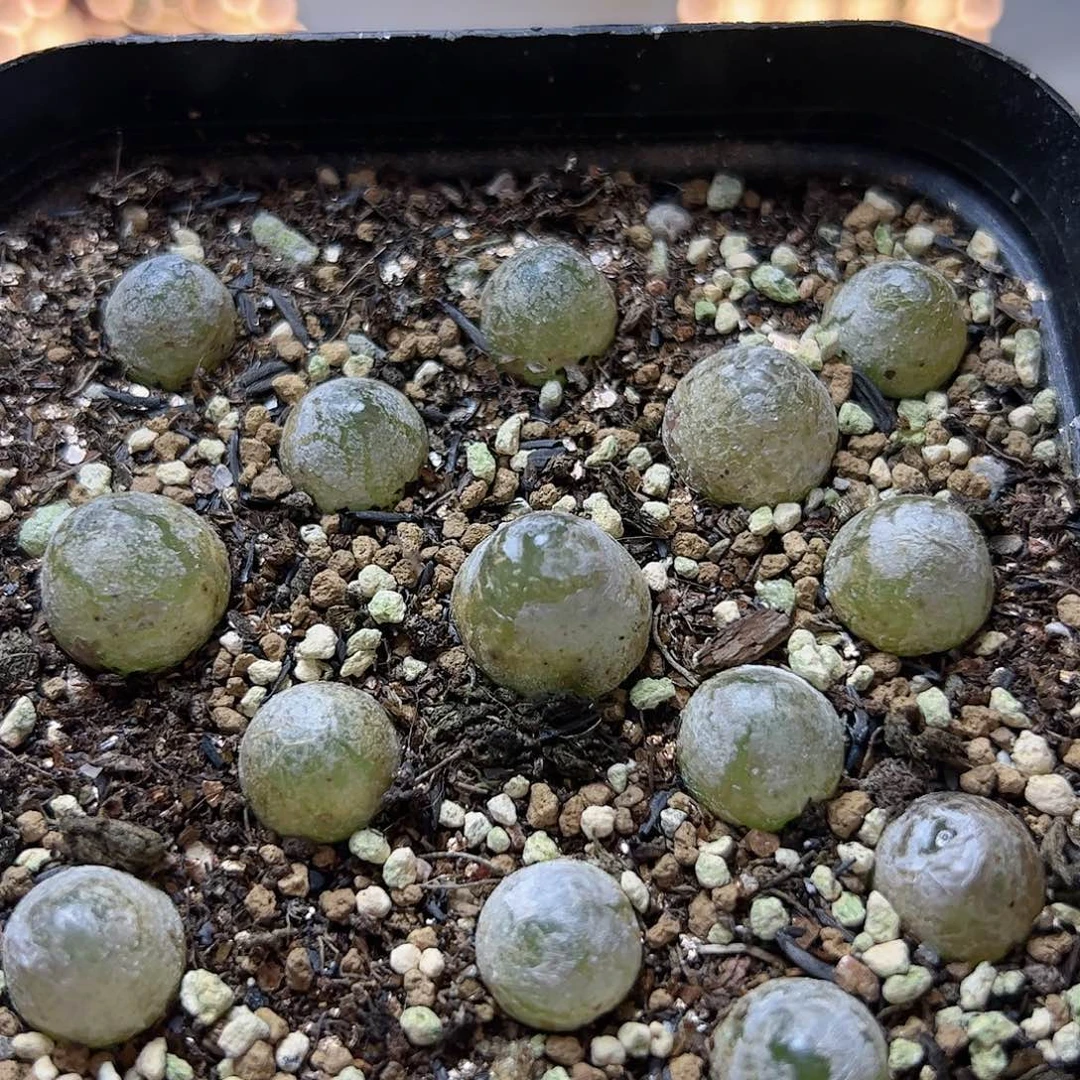 【闪购商品】374 灯泡一盆