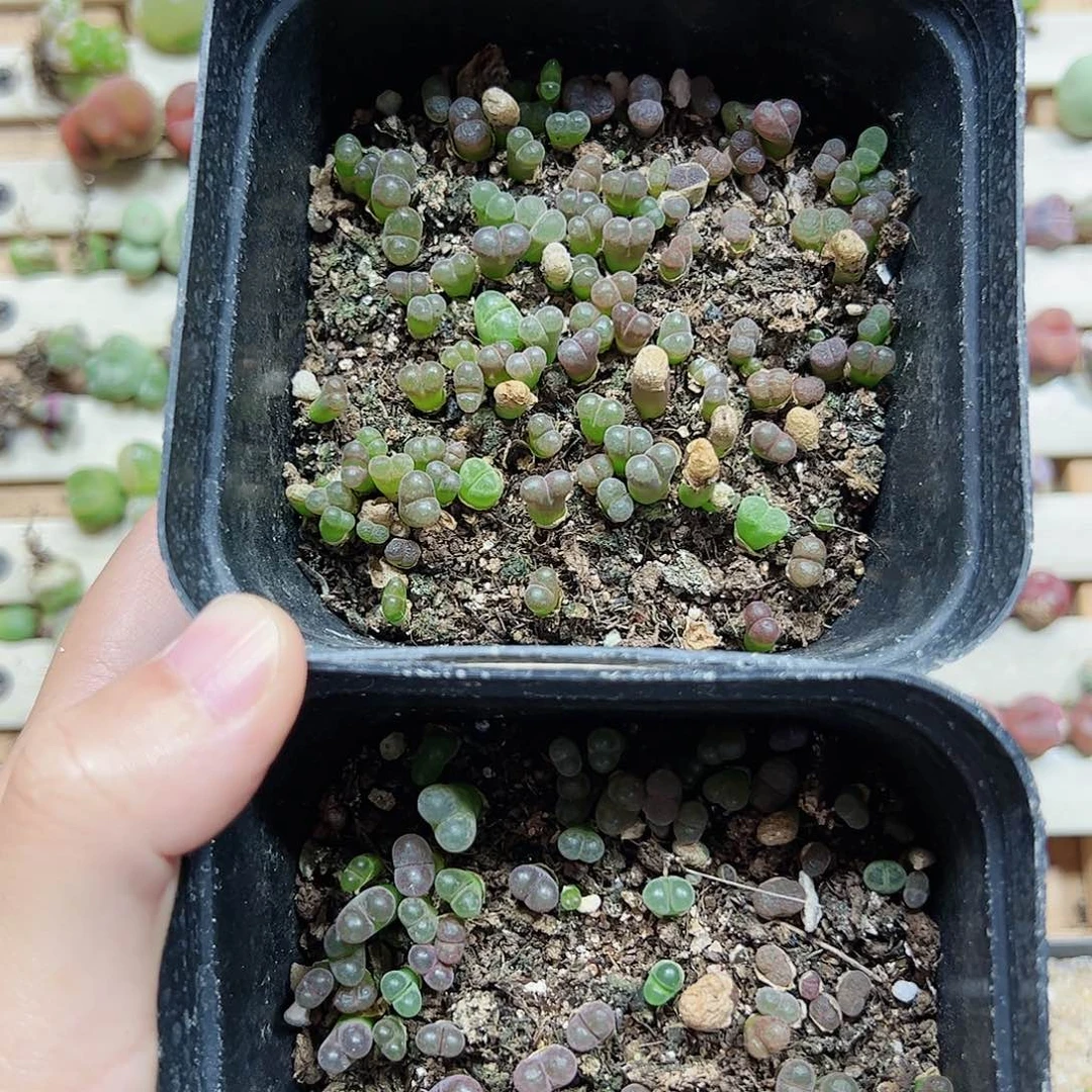 【闪购商品】238 风铃带盆福利