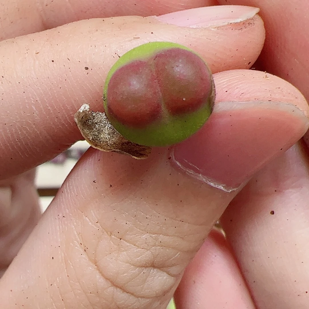 【闪购商品】420 迷你水蜜桃