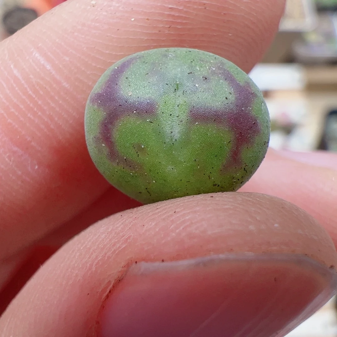 【闪购商品】122 变异