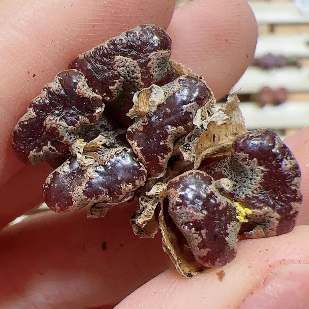 【闪购商品】338 蝴蝶