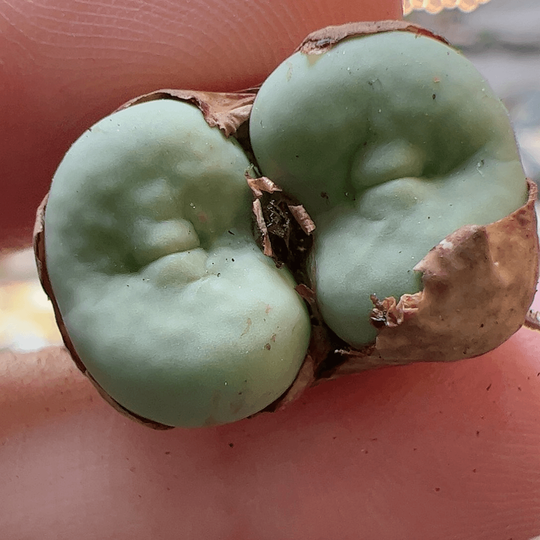 【闪购商品】212 双头嘴