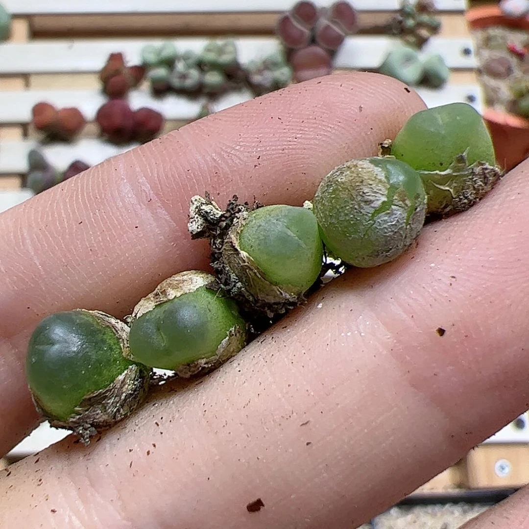 【闪购商品】133 拉登