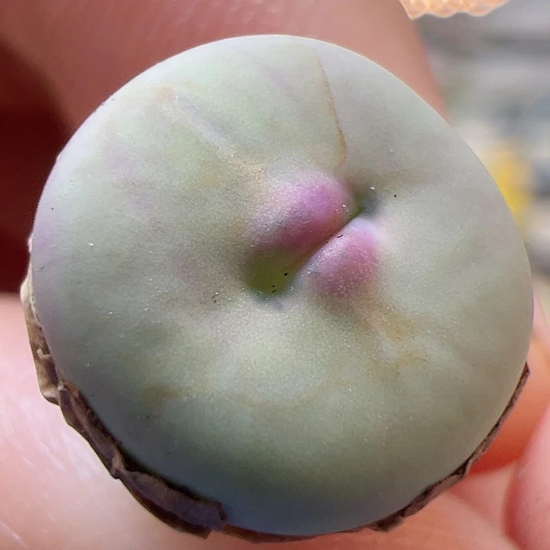 【闪购商品】256 小红嘴