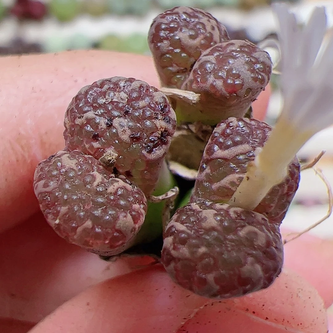 【闪购商品】333泡泡鱼子酱