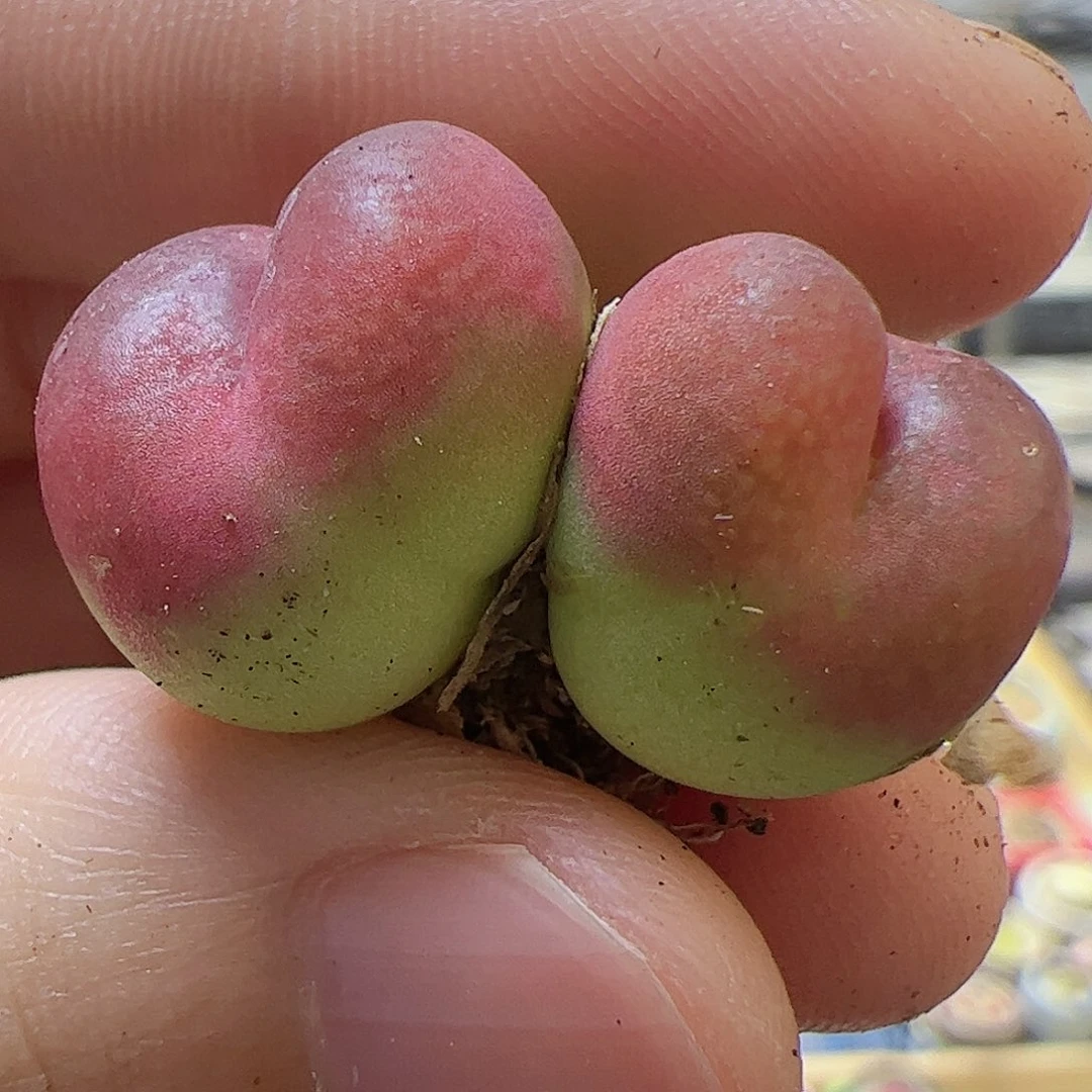 【闪购商品】235 双头