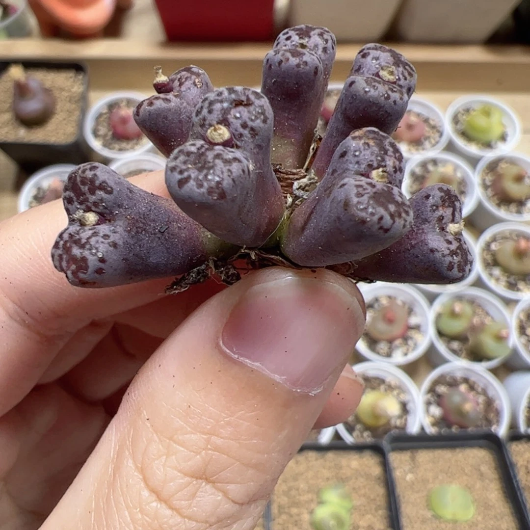 【闪购商品】321 福利马克