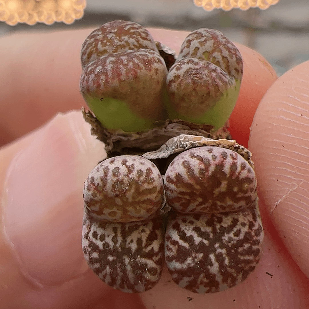 【闪购商品】164 鸟哈尼特选