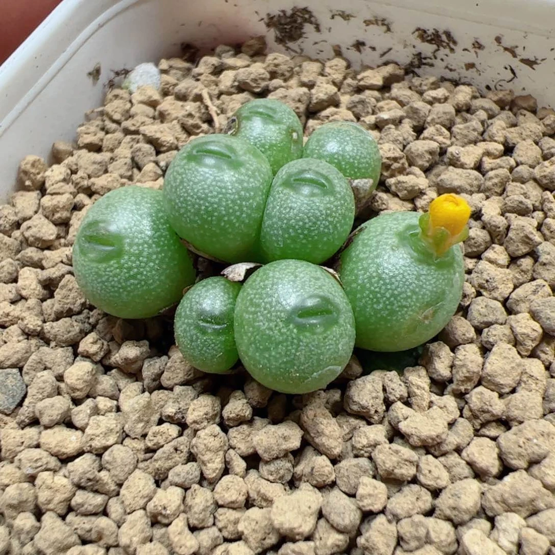 【闪购商品】6 小海豚