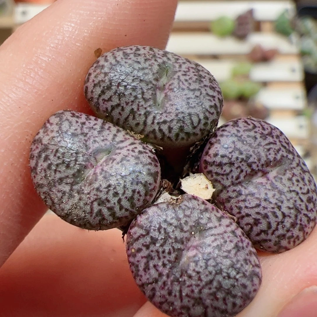 【闪购商品】359 安贞