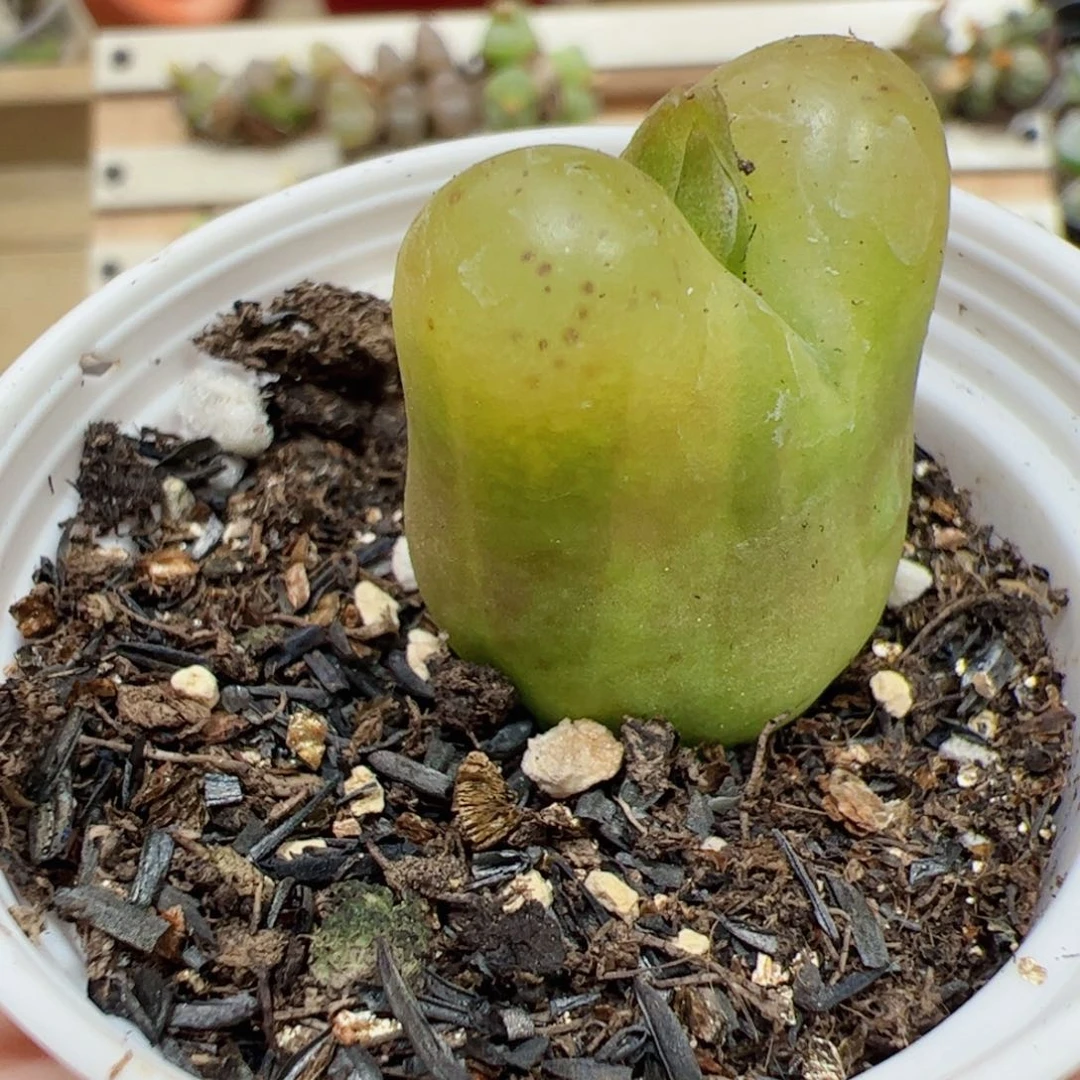 【闪购商品】107 毛锦