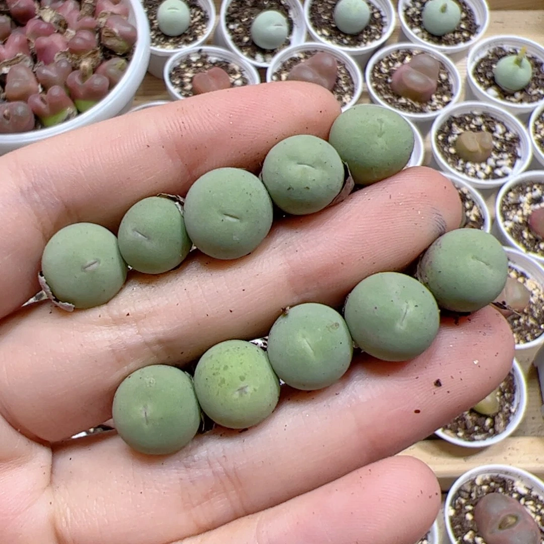 【闪购商品】480 鸽子蛋