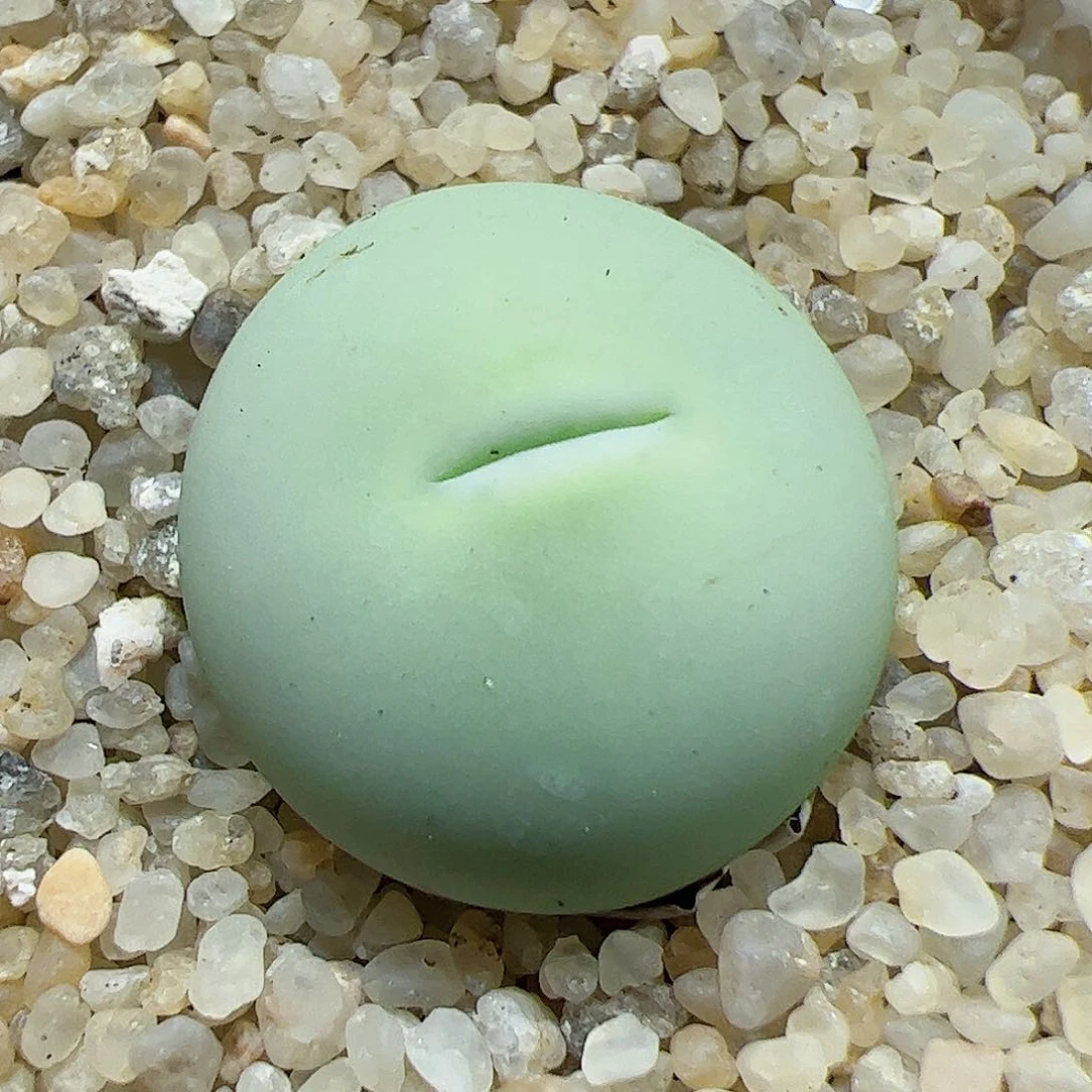 【闪购商品】256 鸽子蛋