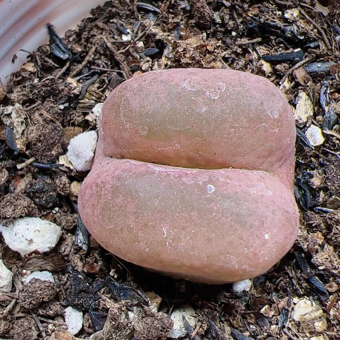 【闪购商品】273粉厚唇