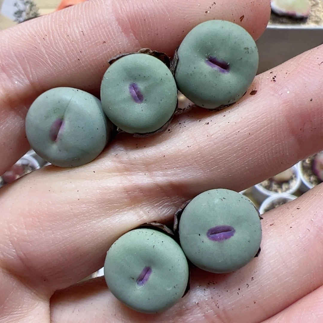 【闪购商品】205 红嘴