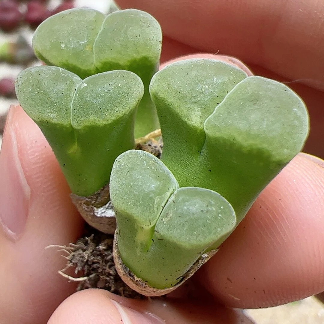 【闪购商品】2 极窗福利