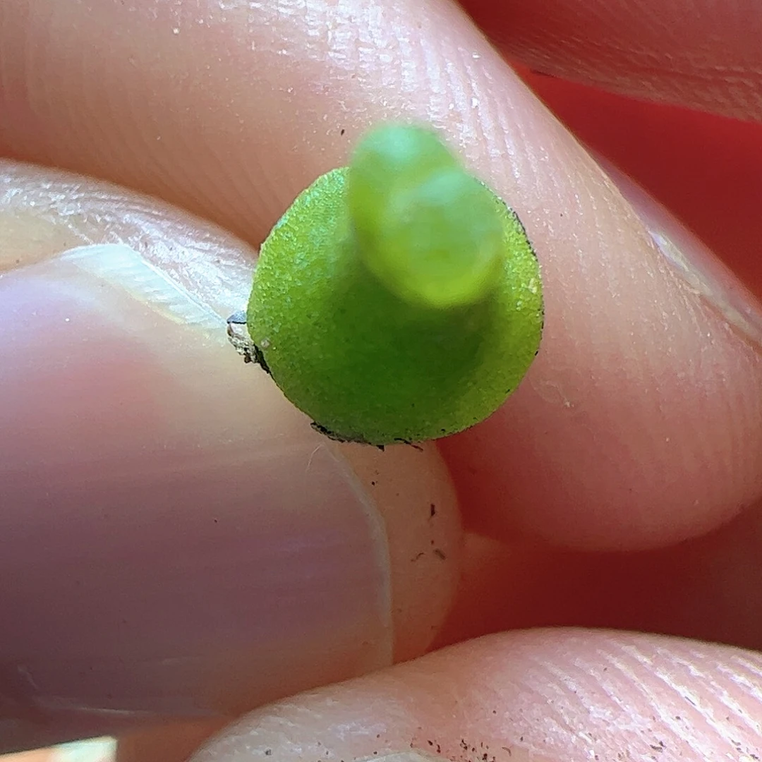 【闪购商品】438 小葫芦