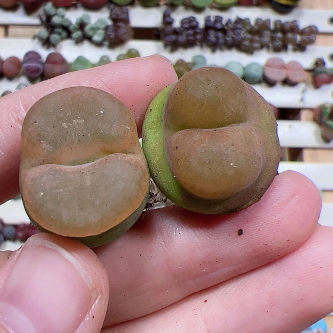 【闪购商品】122水蜜桃