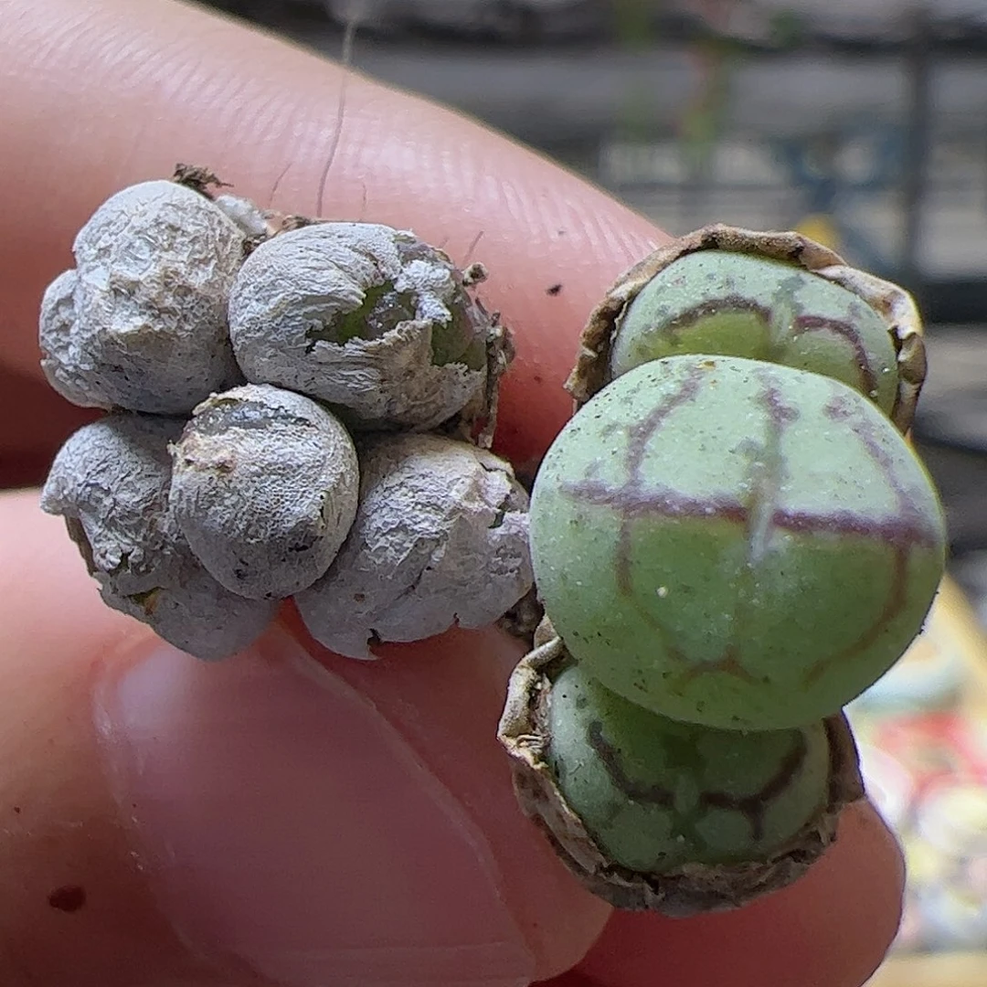 【闪购商品】?**九358 两个