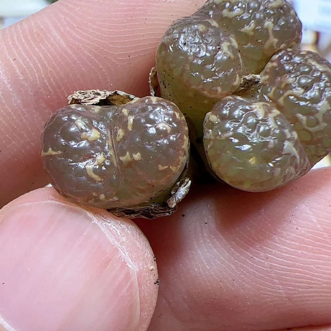 【闪购商品】332 泡泡勋章