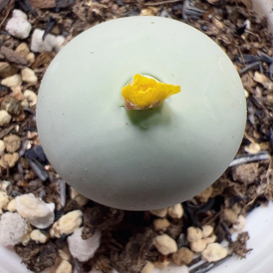 【闪购商品】269 鸽子蛋