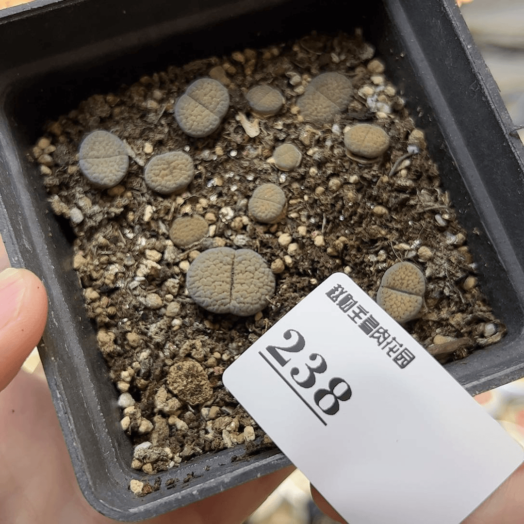 【闪购商品】238 德州玫瑰