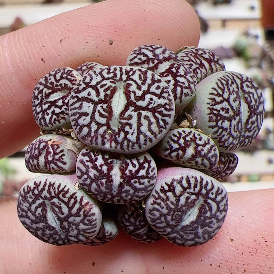 【闪购商品】91 钻石墨群生母本