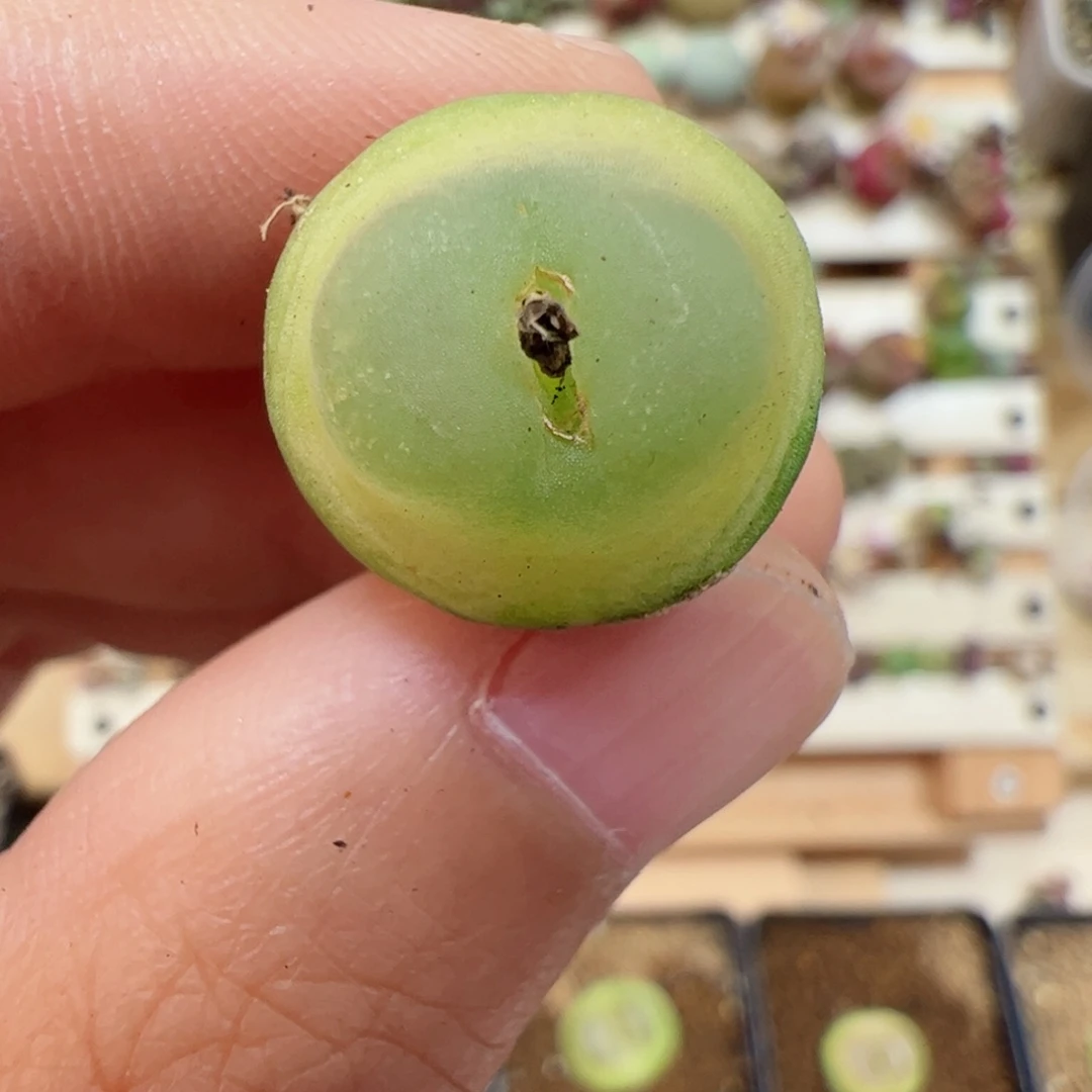 【闪购商品】114 拉登