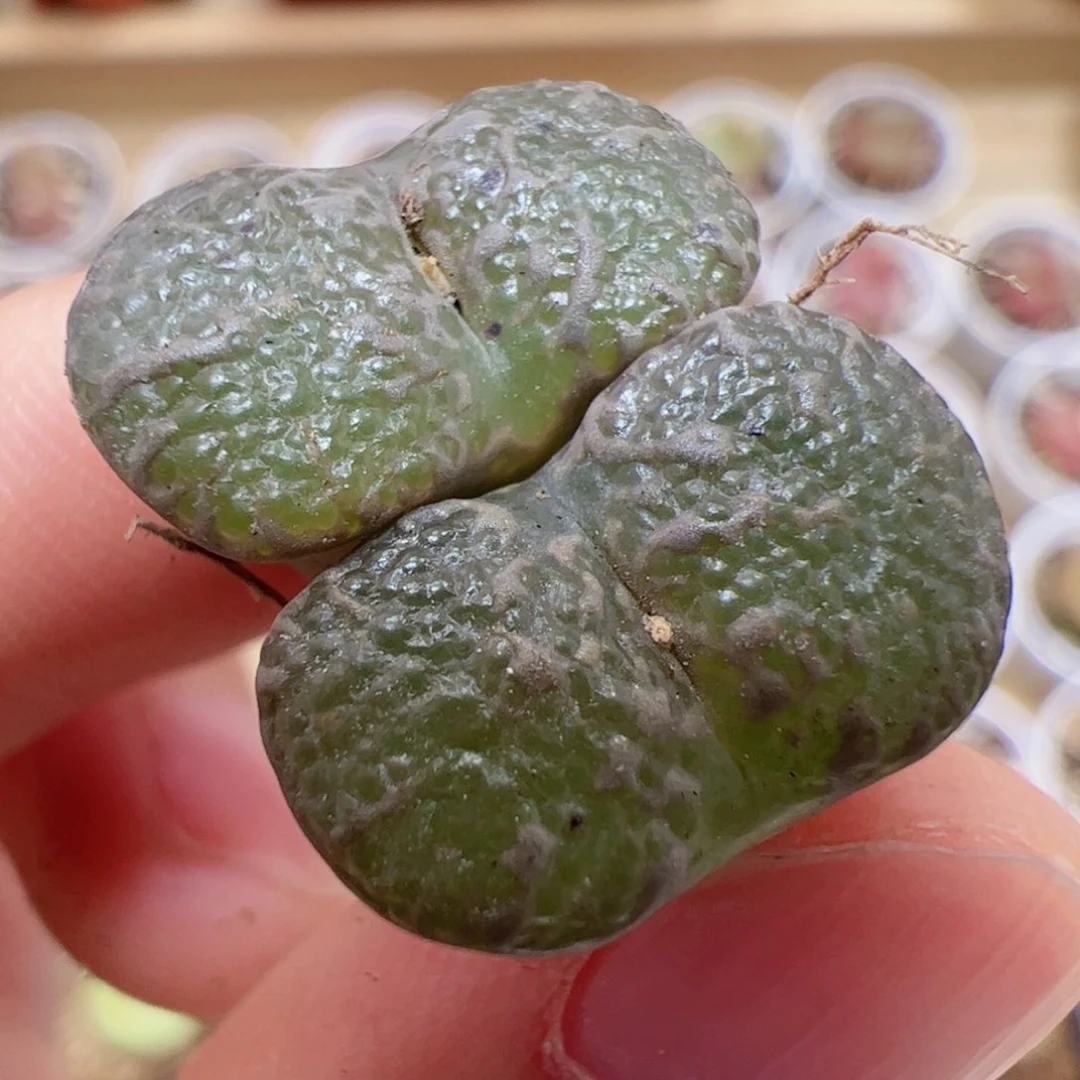 【闪购商品】47 鱼子酱