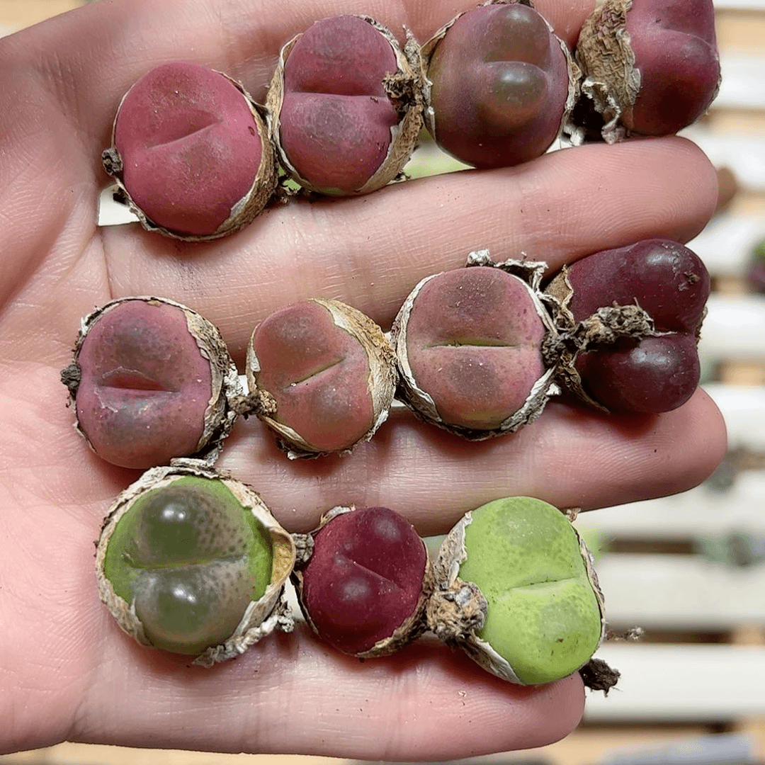 【闪购商品】125 彩色毛汗尼11颗