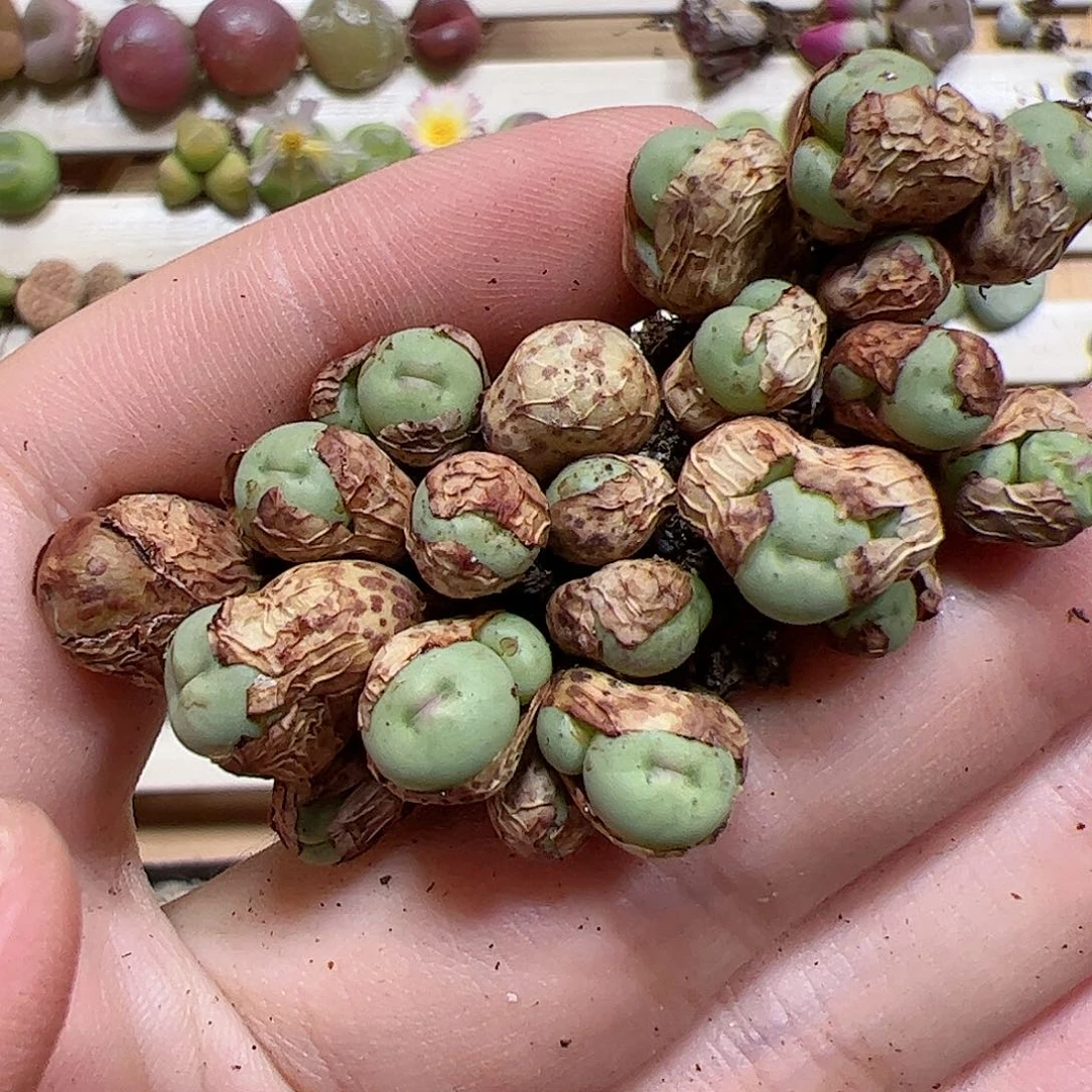 【闪购商品】143 群生sb1195