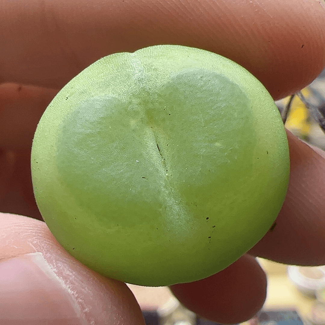 【闪购商品】144 拉登